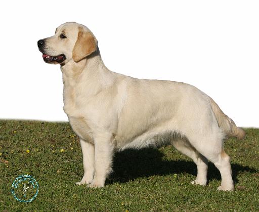 Golden Retriever 9Y672D-118.JPG